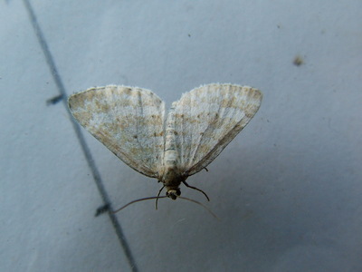 Grass Rivulet